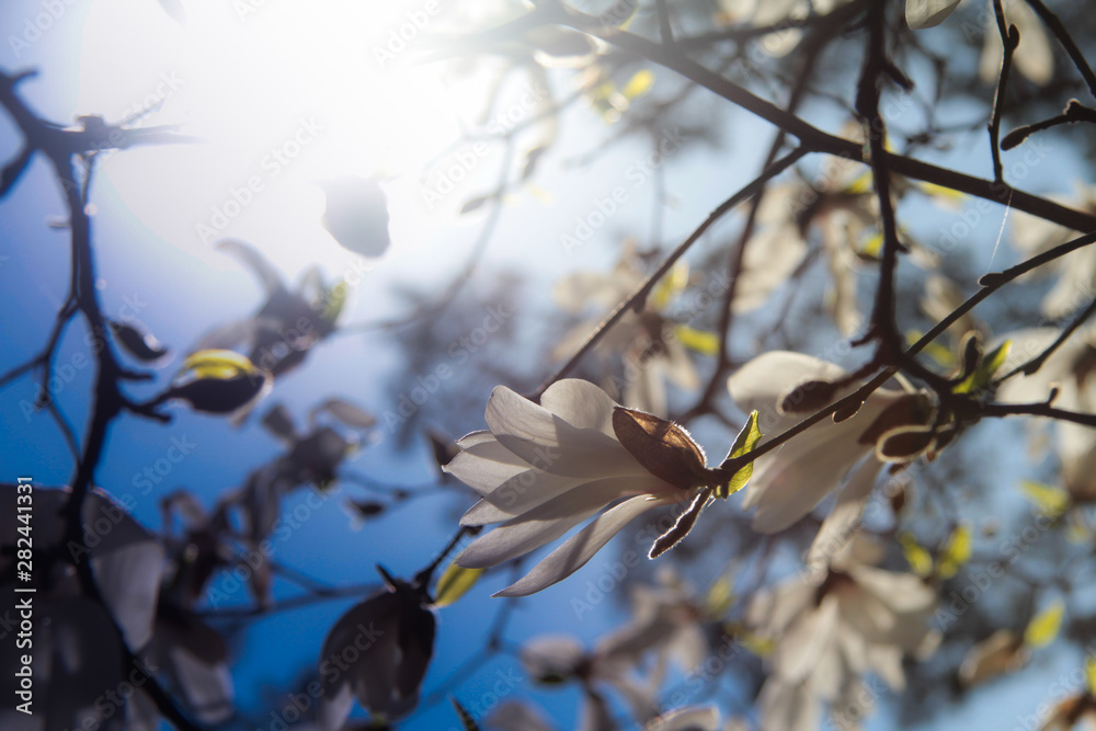 Fototapeta premium bird on branch of tree in spring
