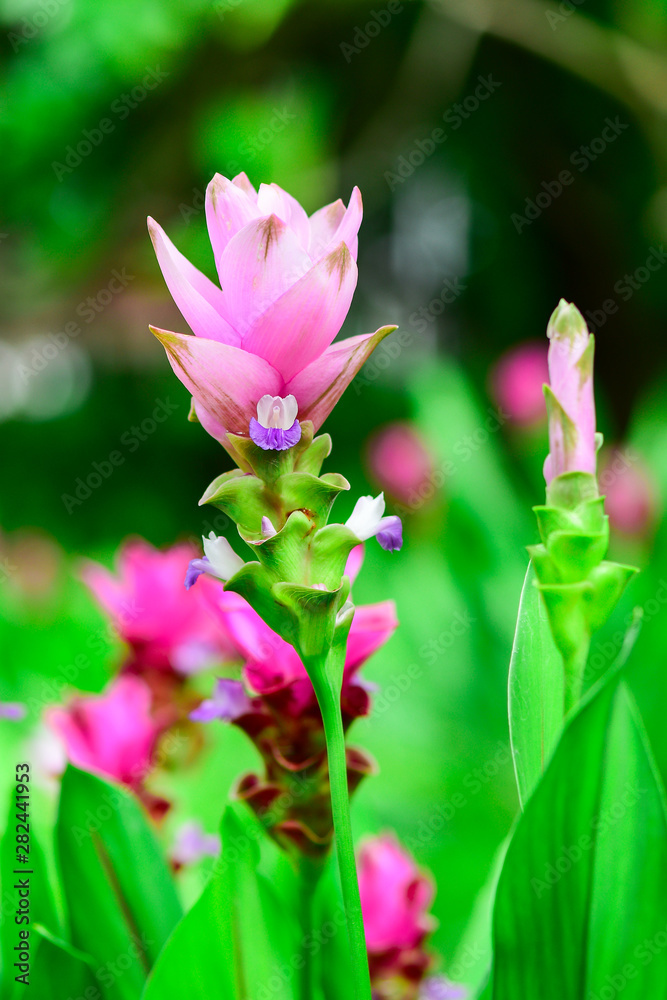 Closeup and Selective Focus Pink Siam Tulip or Krachiew flowers in the garden . Closeup and Selective Focus Pink Siam Tulip or Krachiew flowers in the garden .