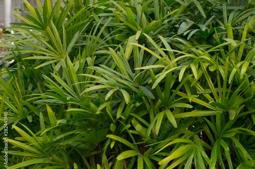 leaves of Bamboo Palmo tree