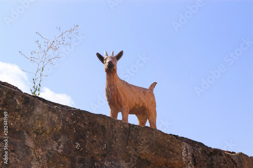 figurine of a billygoat on an old wall