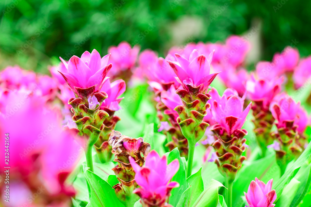 Closeup and Selective Focus Pink Siam Tulip or Krachiew flowers in the garden . Closeup and Selective Focus Pink Siam Tulip or Krachiew flowers in the garden .