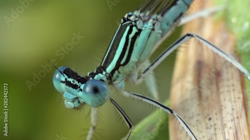 Coenagrion Hastulatum dragonfly slowly moves along the stem of the plant. Macro shooting. photo