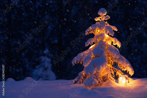 Christmas tree with a lantern in the snow in the woods. New year in the forest photo