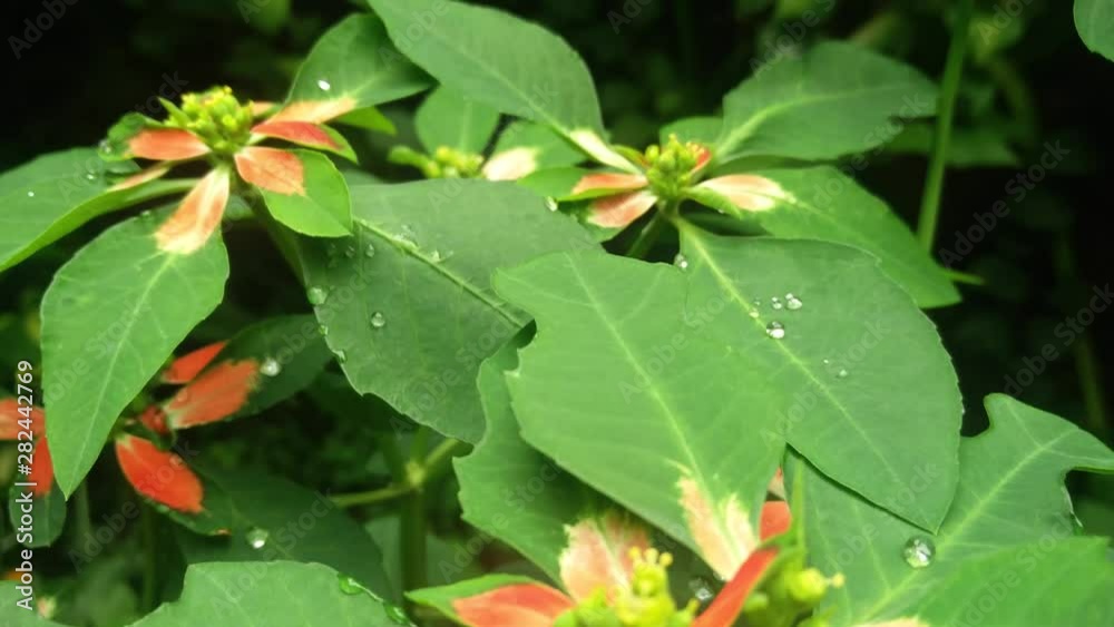 red and green leaves with raindrops red and green leaves with raindrops