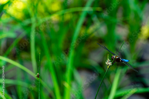 Black-tailed skimmer (Orthetrum cancellatum) - dragonfly belonging to family of Libellulidae, sits on reed stem. Selective focus. There is place for text. © AlexanderDenisenko