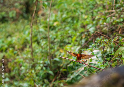 Portrait of hummingbird Boissonneaua matthewsii photo