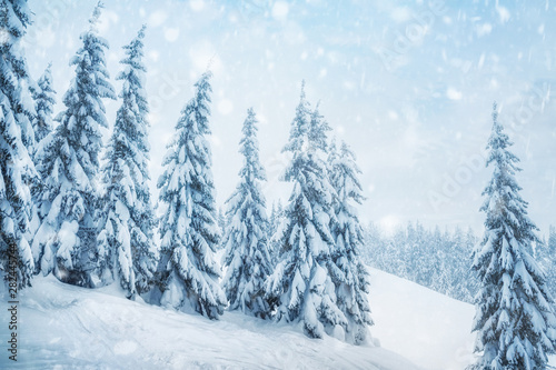 fir trees covered with snow. beautiful winter landscape