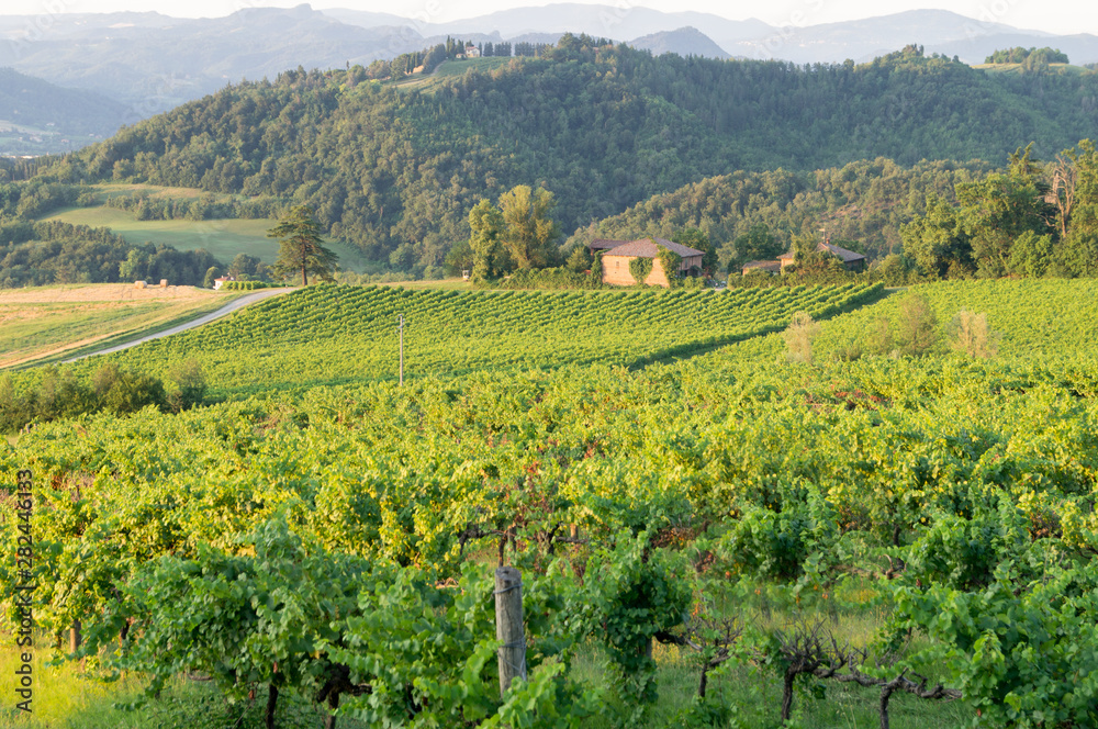 Vineyards of the Bolognese hills