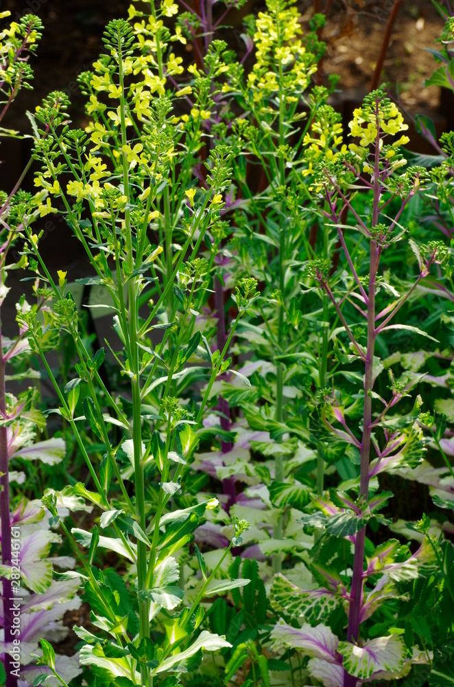blossom of yellow cabbage flower blossom of yellow cabbage flower