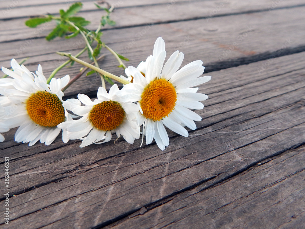 Obraz premium Daisies lie on wooden gray boards