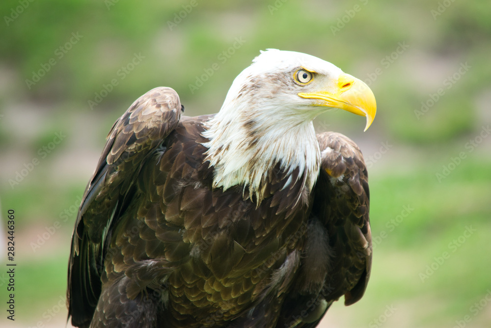 Aguila calva Aguila calva