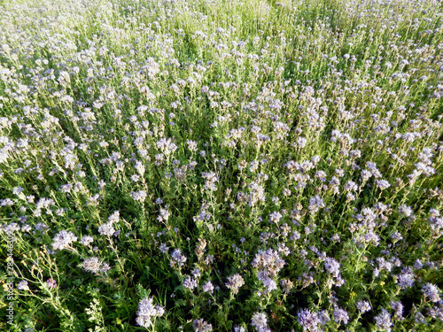 Field of purple flowering phacelia