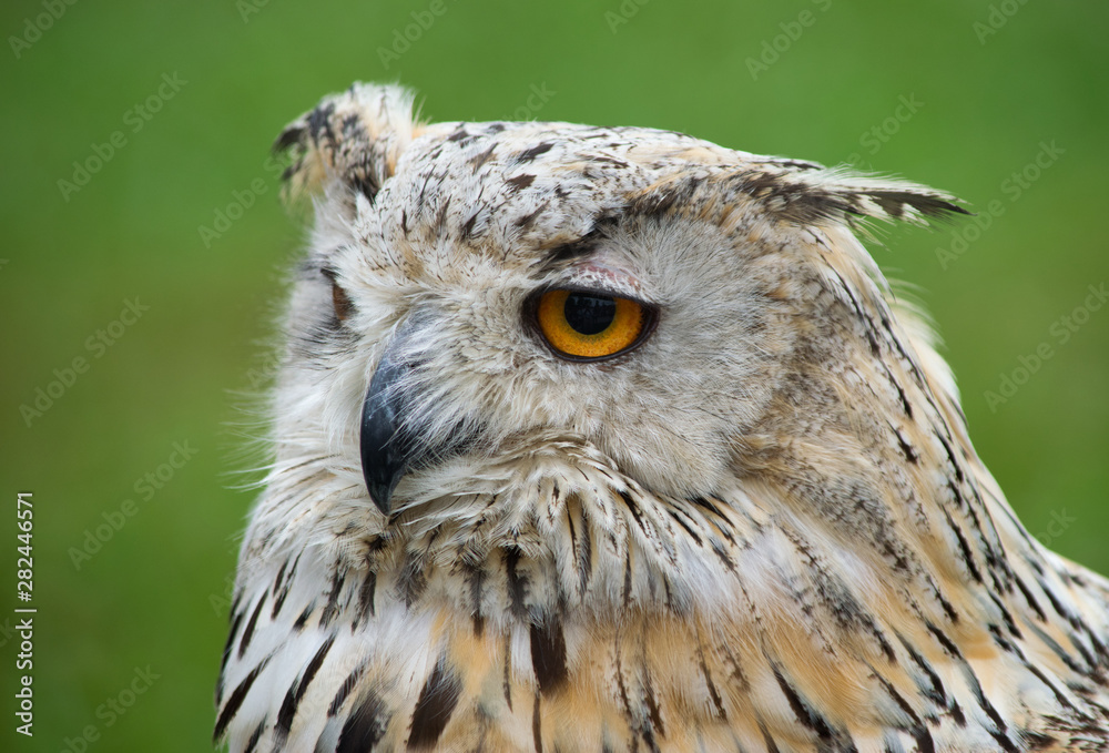 Naklejka premium Buho Real