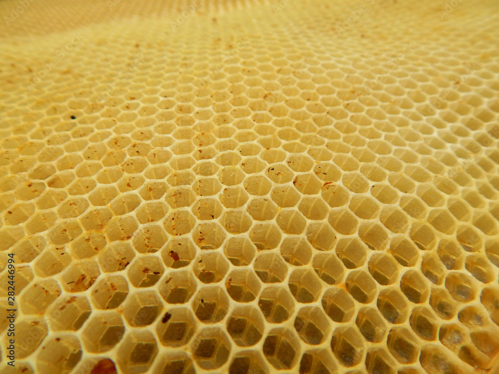 The texture of empty wax honeycombs built by bees