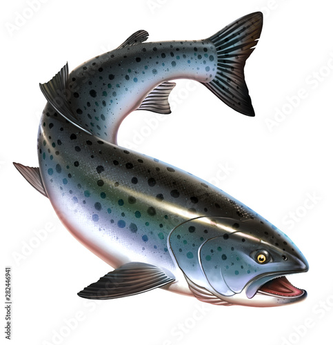 Rainbow trout fish on white background. Trout delicacy. Wild river fish. Chinook Salmon, Salmon, Snout fish big realistic isolated illustration. Atlantic trout. photo