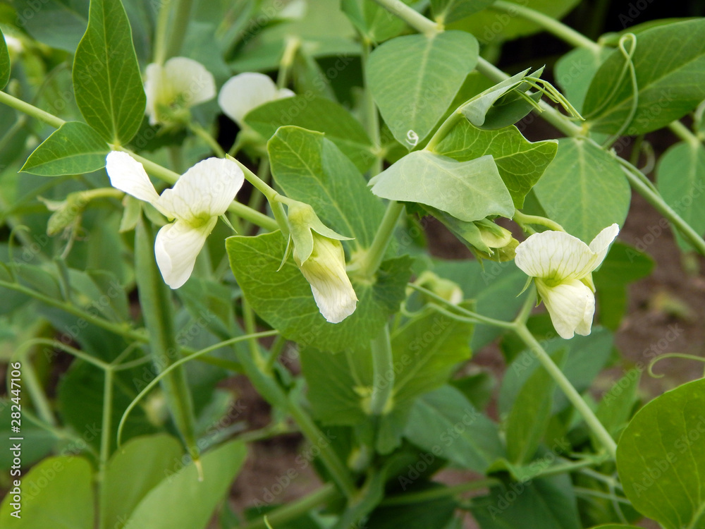 Flowers green peas in the garden, flowering pea Bush Flowers green peas in the garden, flowering pea Bush
