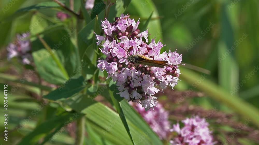 Moth collects nectar on a flower of Oregano (Origanum vulgare), slow motion. Slowed down 4 times Moth collects nectar on a flower of Oregano (Origanum vulgare), slow motion. Slowed down 4 times