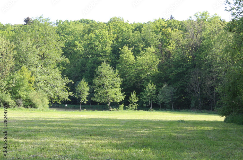 Obraz premium a lake shore at the edge of the forest