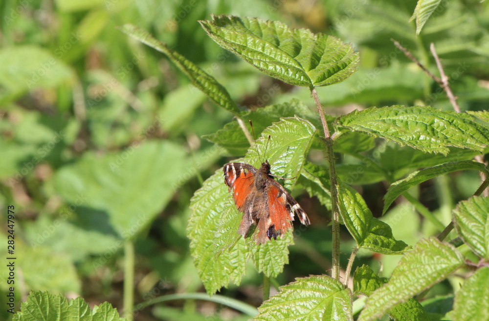 little butterfly while warming up on a plant open wings little butterfly while warming up on a plant open wings