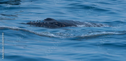 Humpback whale © KarthikMani