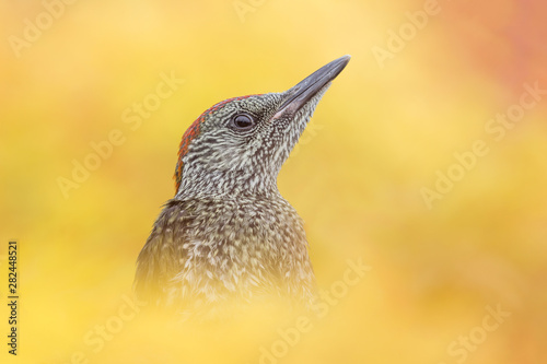 Spectacular portrait of green woodpecker in maple forest (Picus virdis) photo