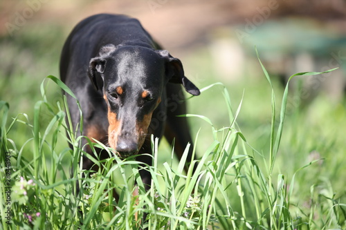 Dobermann 