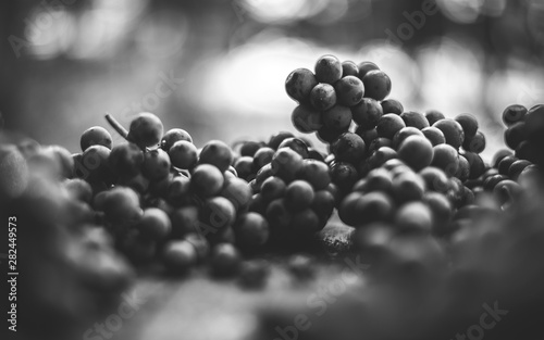 Canvas Print Viticulture, blue vine grapes in the harvesting time