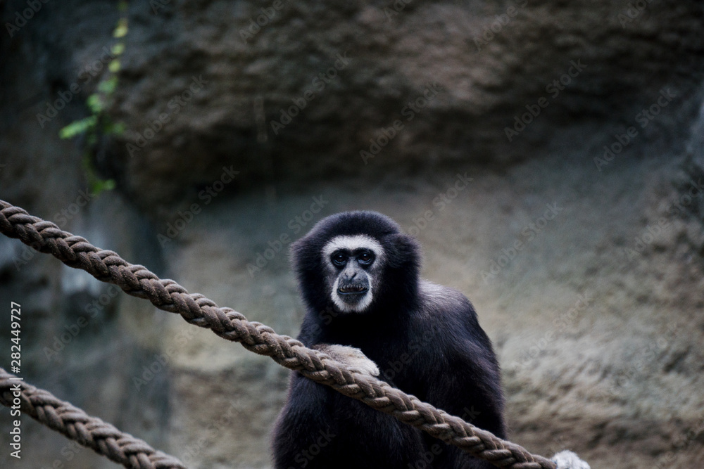 Obraz premium Gibbon