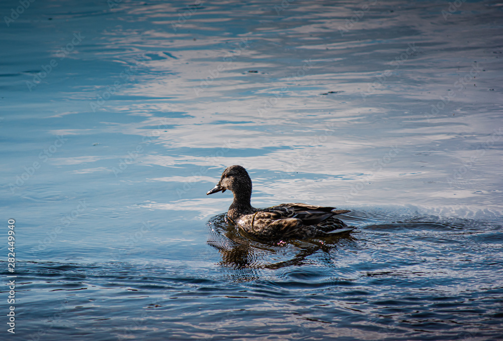 Duck Duck