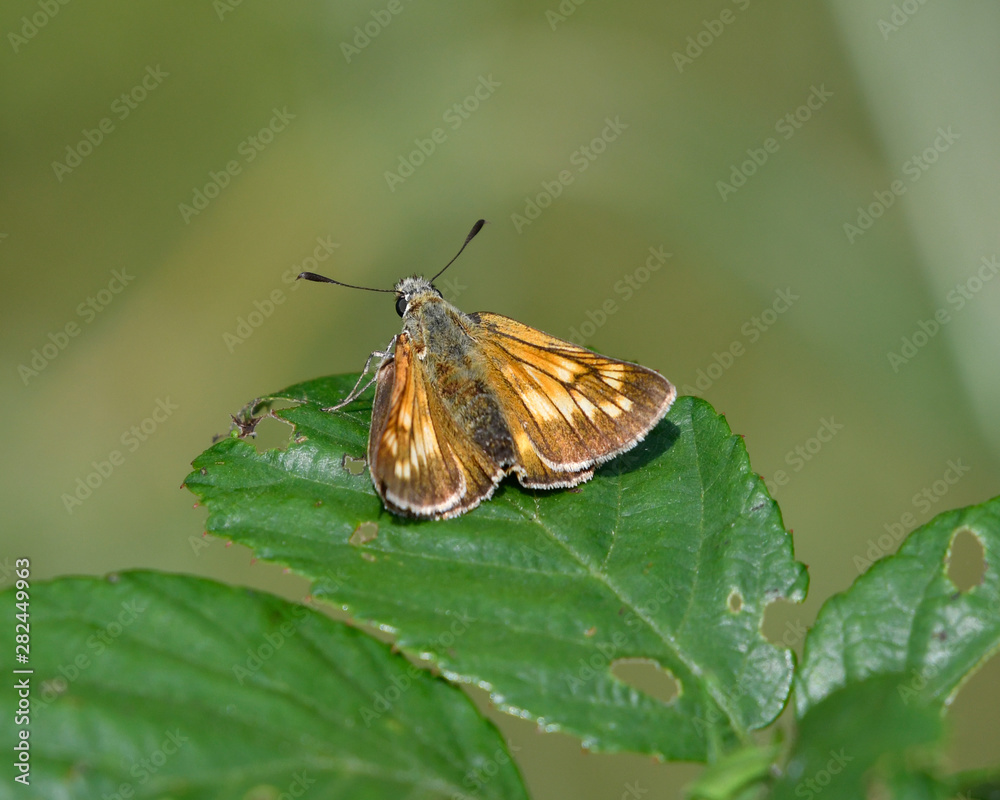 Large skipper