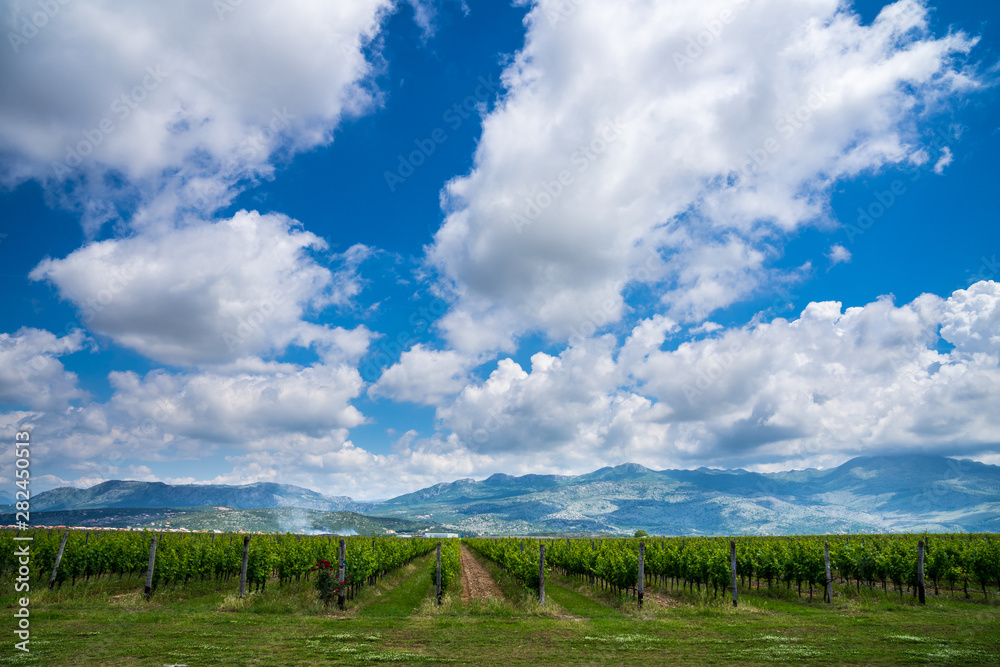 Montenegro, Endless fields of wine production growing first class vines in valley of podgorica city surrounded by mountains Montenegro, Endless fields of wine production growing first class vines in valley of podgorica city surrounded by mountains