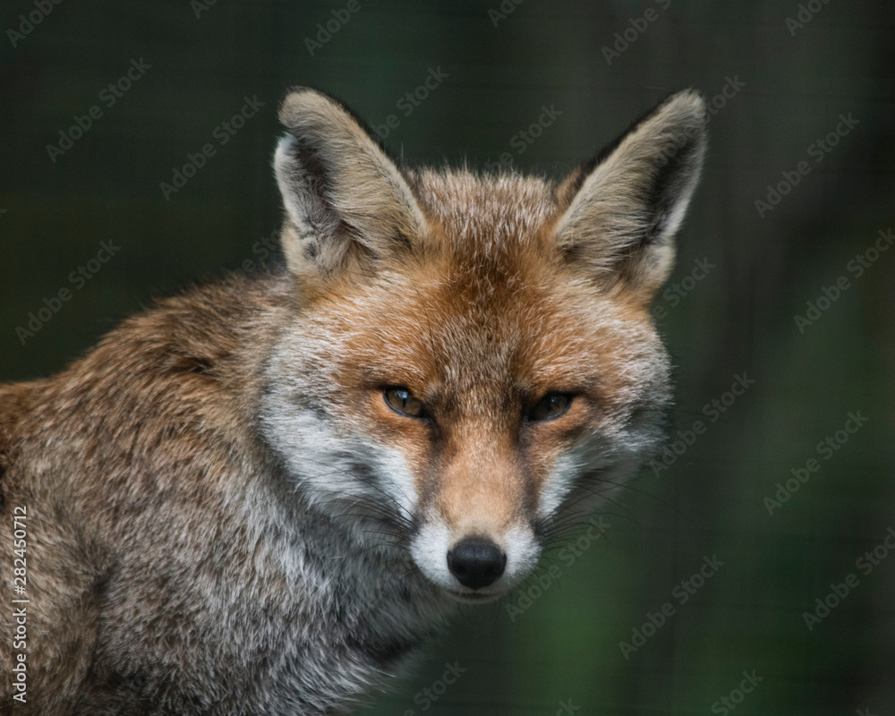 Red fox