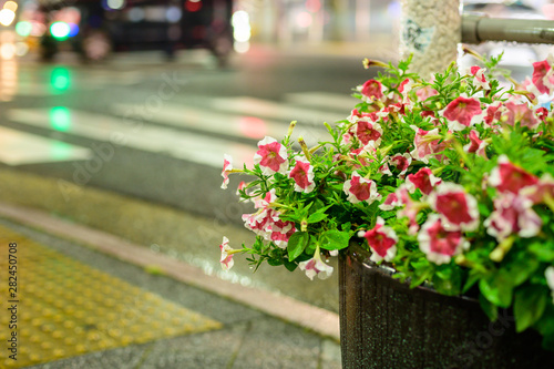 夜の雨と花壇【福岡県】