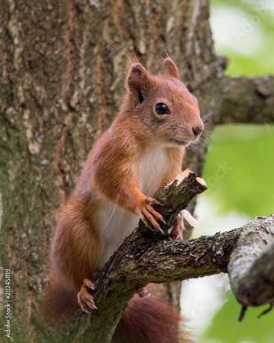 Red squirrel © PhilB69