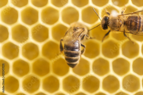 beehive with many bees photo