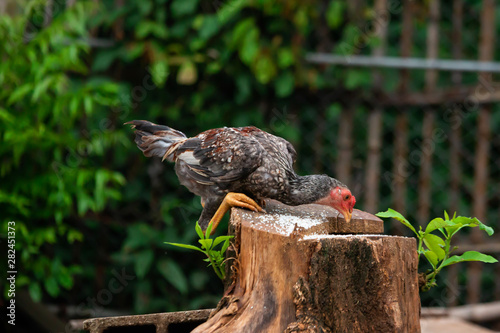 Thai breed chicken Eating food On the ground