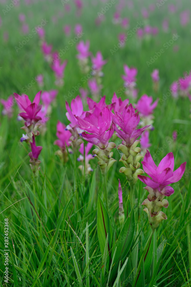 Beautiful pink flowers and morning mist in the tropical forest of Thailand. Close up Siam tulip flowers.