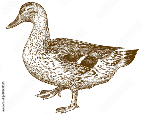 Papier peint engraving antique illustration of mallard duck