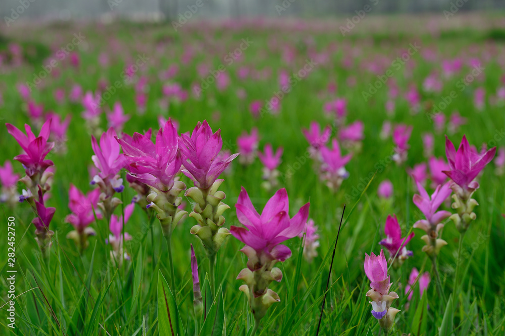 Beautiful pink flowers and morning mist in the tropical forest of Thailand. Close up Siam tulip flowers. Beautiful pink flowers and morning mist in the tropical forest of Thailand. Close up Siam tulip flowers.