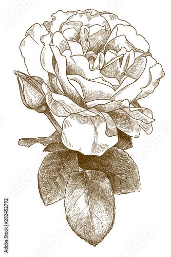 engraving illustration of rose flower