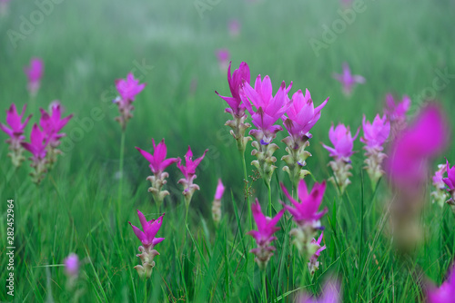 Beautiful pink flowers and morning mist in the tropical forest of Thailand. Close up Siam tulip flowers.