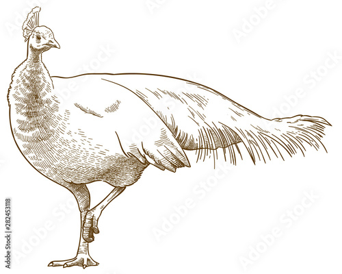 engraving illustration of albino peafowl