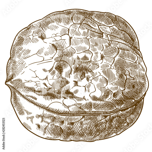 engraving antique illustration of walnut