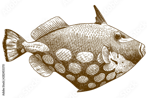 engraving antique illustration of clown triggerfish