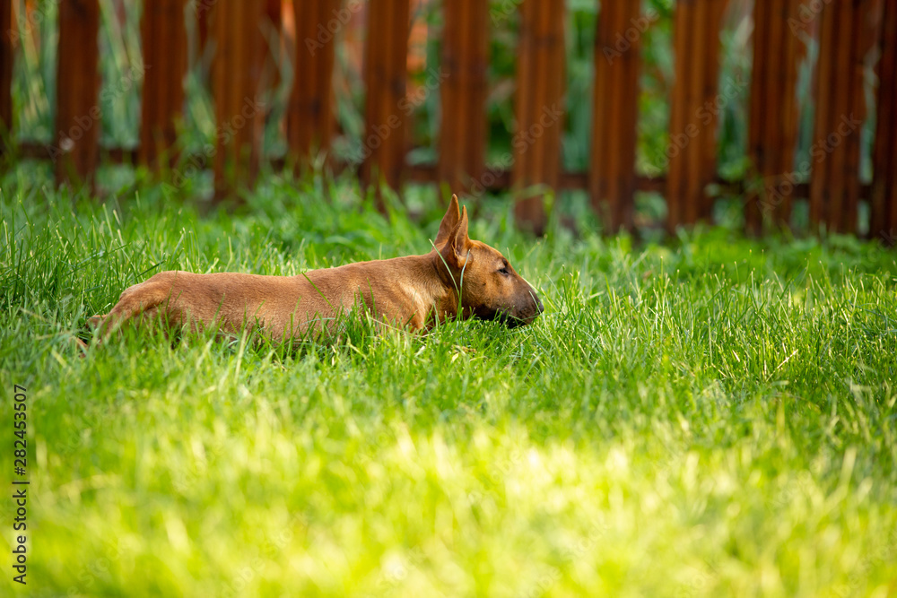 Fototapeta premium Mini bull Terrier lies in the grass