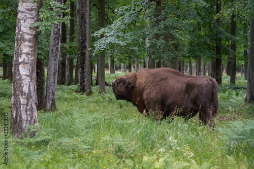 view of a large bison in a protected forest