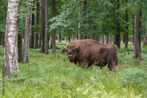 view of a large bison in a protected forest