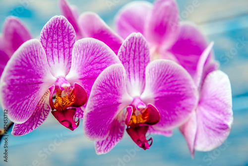 A branch of purple orchids on a blue wooden background 