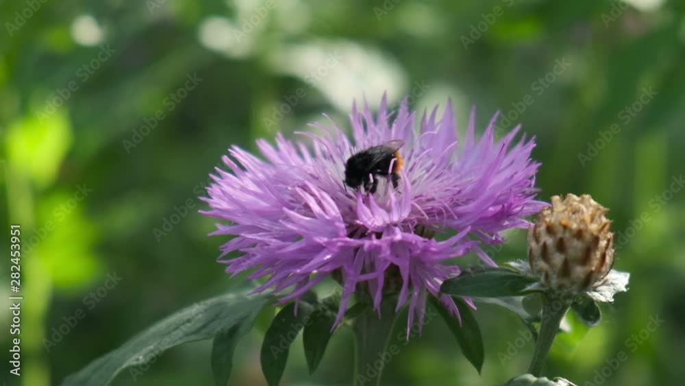 Bumblebee sitting on a flower then flying away Bumblebee sitting on a flower then flying away