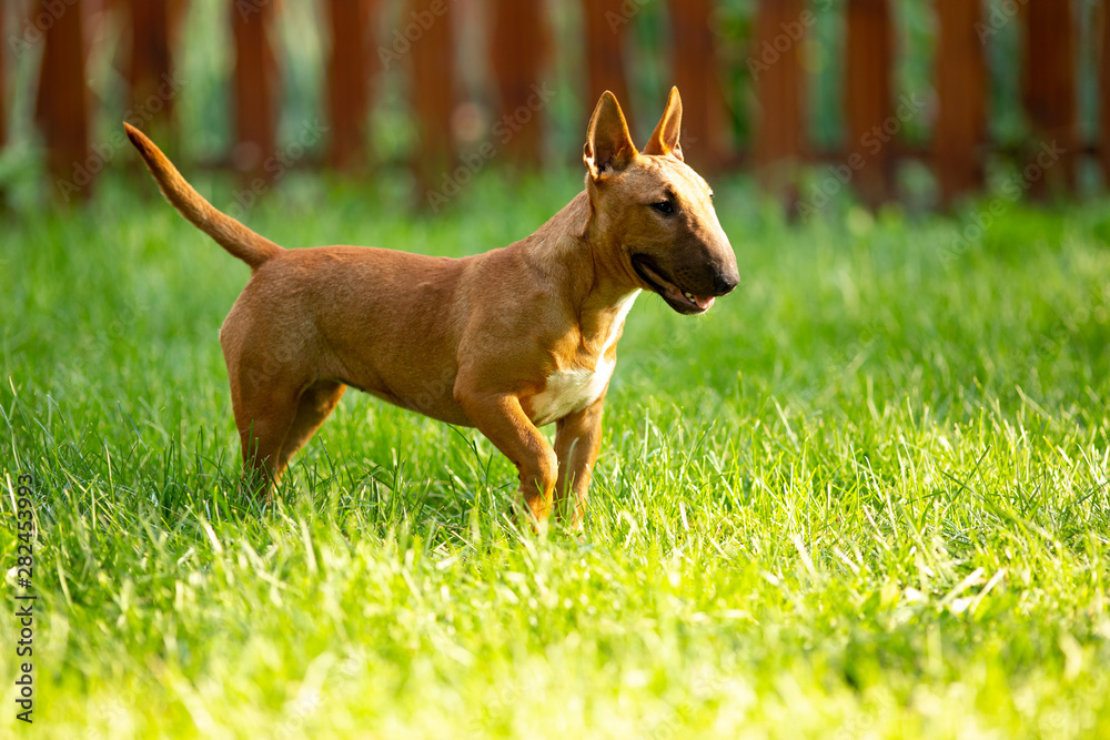 Red mini bull Terrier looks into the distance Red mini bull Terrier looks into the distance